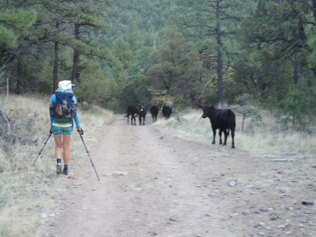 are carbon fiber trekking poles worth it discover the key benefits and considerations for serious hikers 689d571d1de3e.jpg