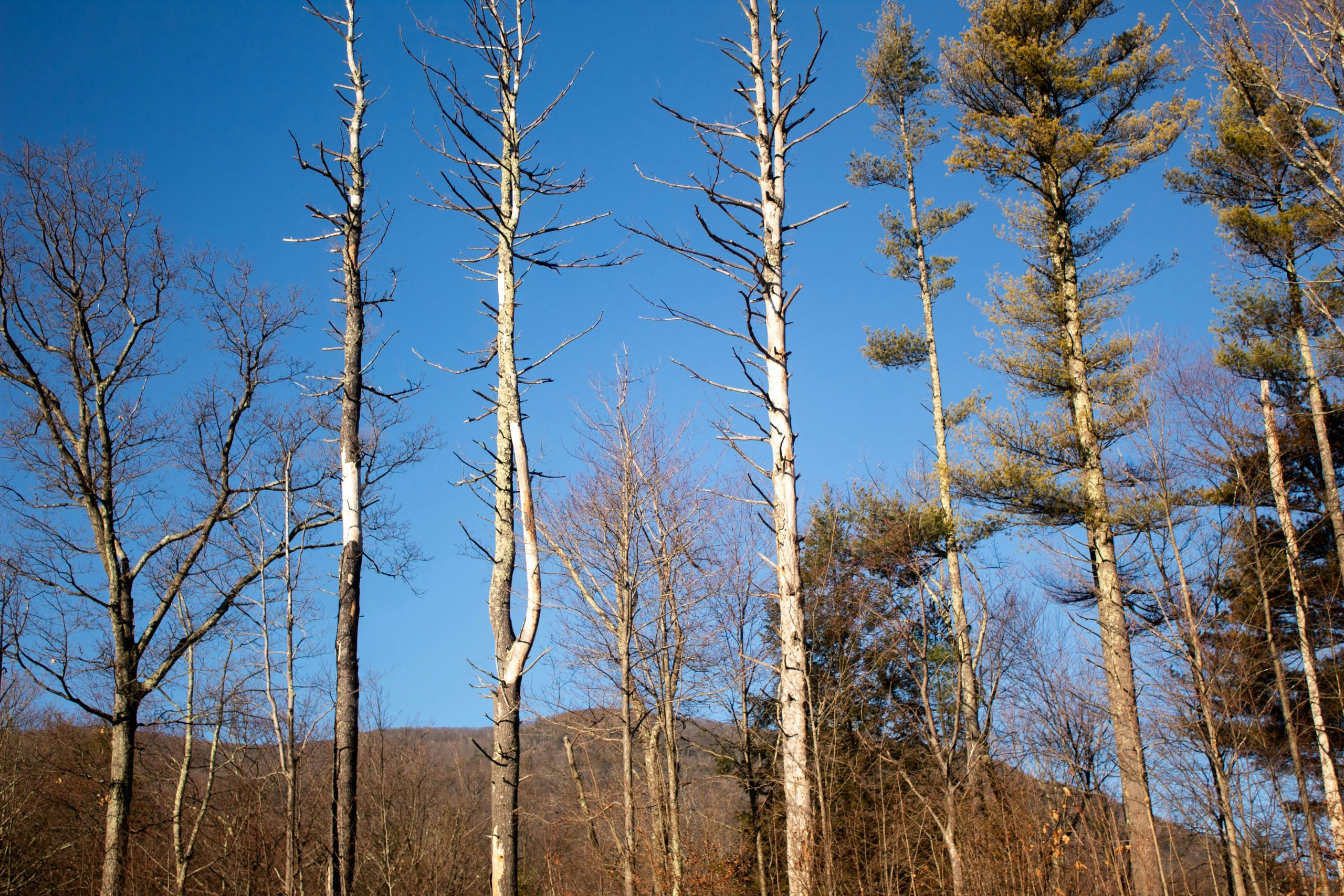 3 Section Carbon Trekking Poles - Lightweight & Durable