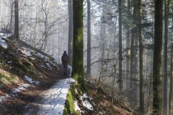 Best 2 Section Carbon Trekking Poles for Outdoor Enthusiasts