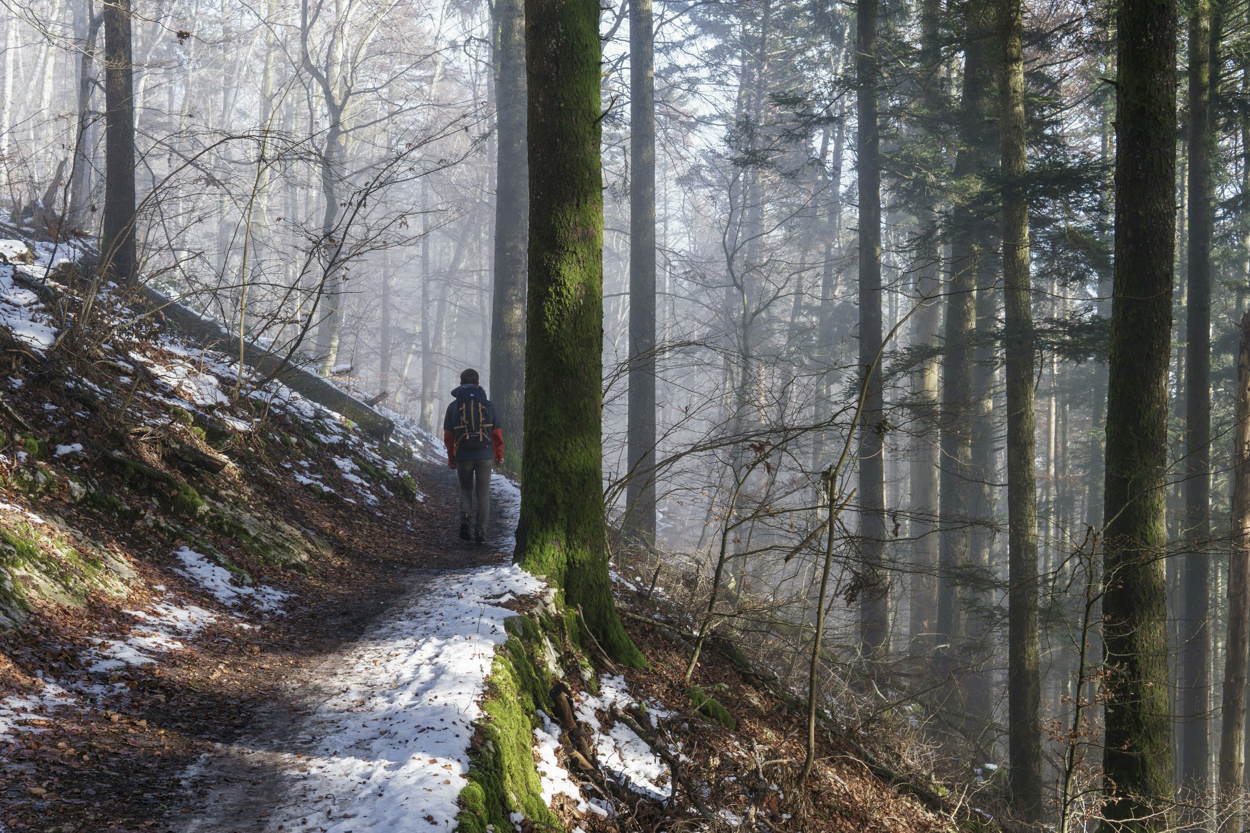 Best 2 Section Carbon Trekking Poles for Outdoor Enthusiasts