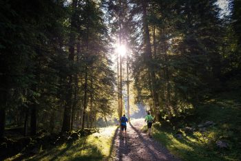 Value Carbon Hiking Poles for Outdoor Enthusiasts